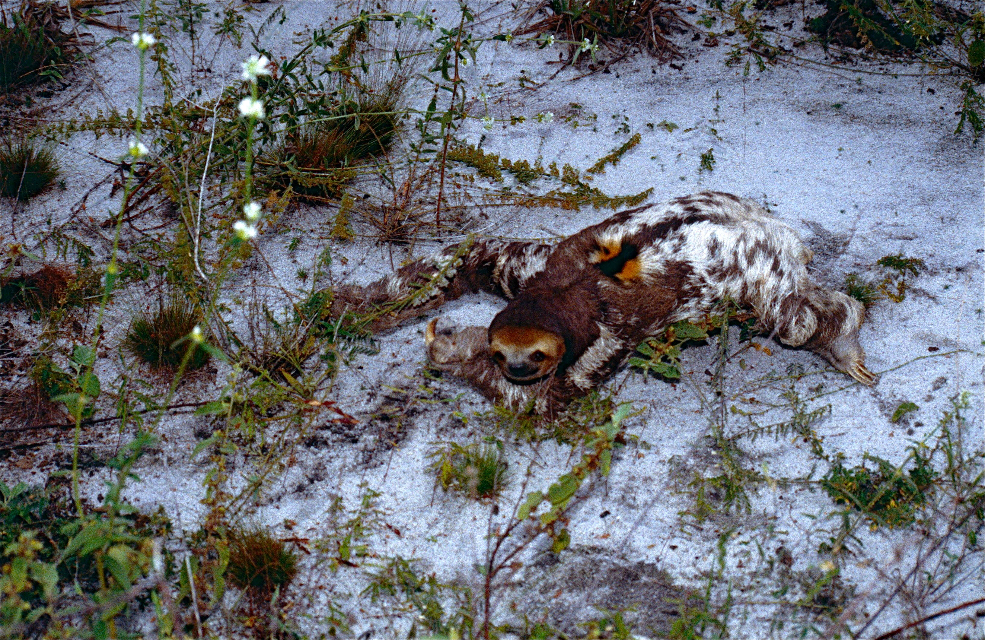 Image of three-toed sloths