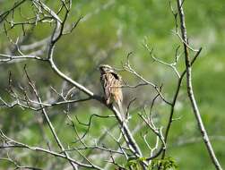 Image of European Rock Bunting