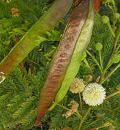 Plancia ëd Lysiloma divaricatum (Jacq.) J. F. Macbr.