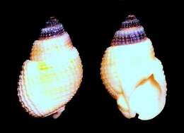 Image of nassa mud snails