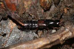 Image of Large rove beetle