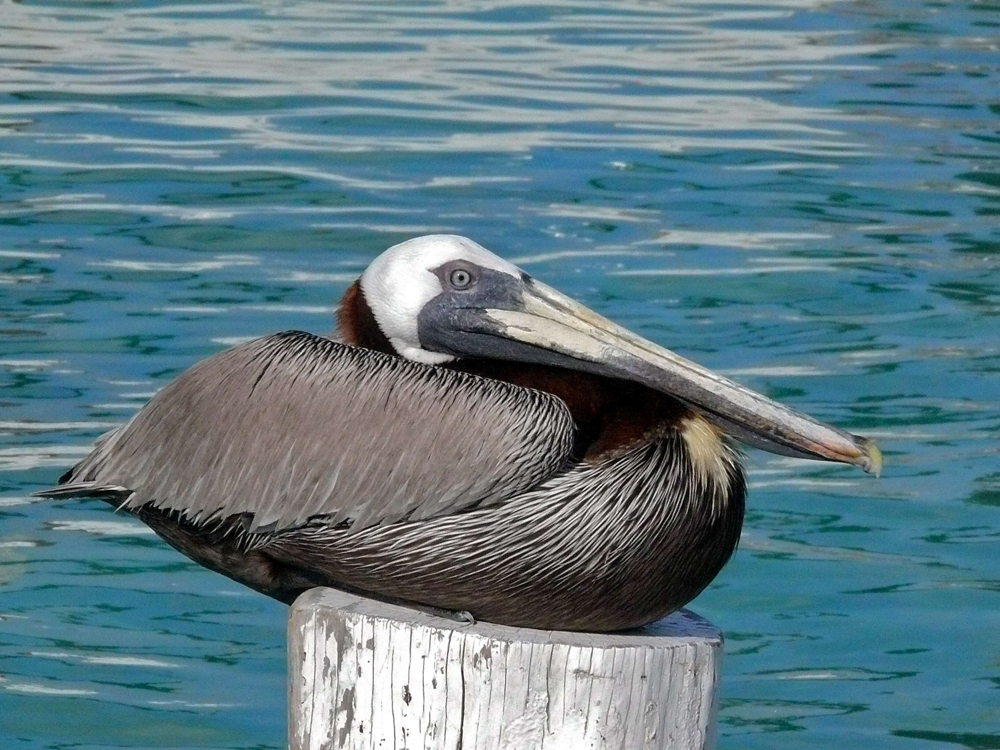 Image of pelicans