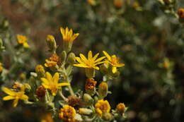 Image of hairy false goldenaster