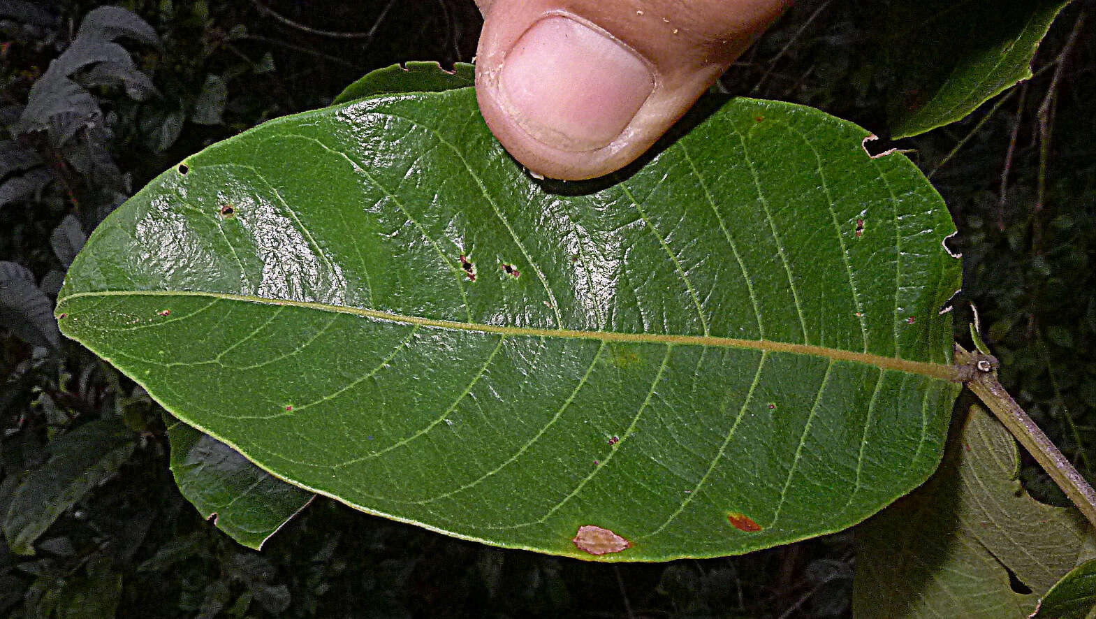 Image of Inga subnuda Benth.