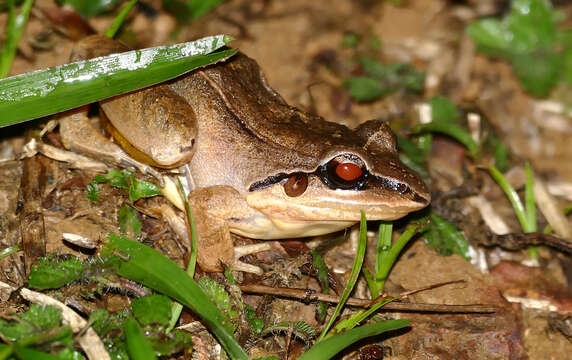 Image of Neotropical Grass Frogs