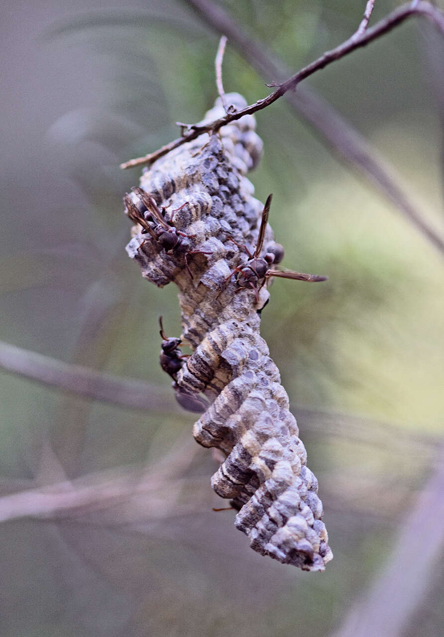 Image of Polistes stigma (Fabricius 1793)