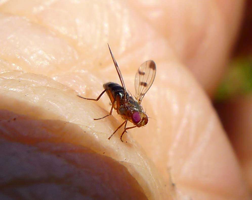 Image de Opomyzidae