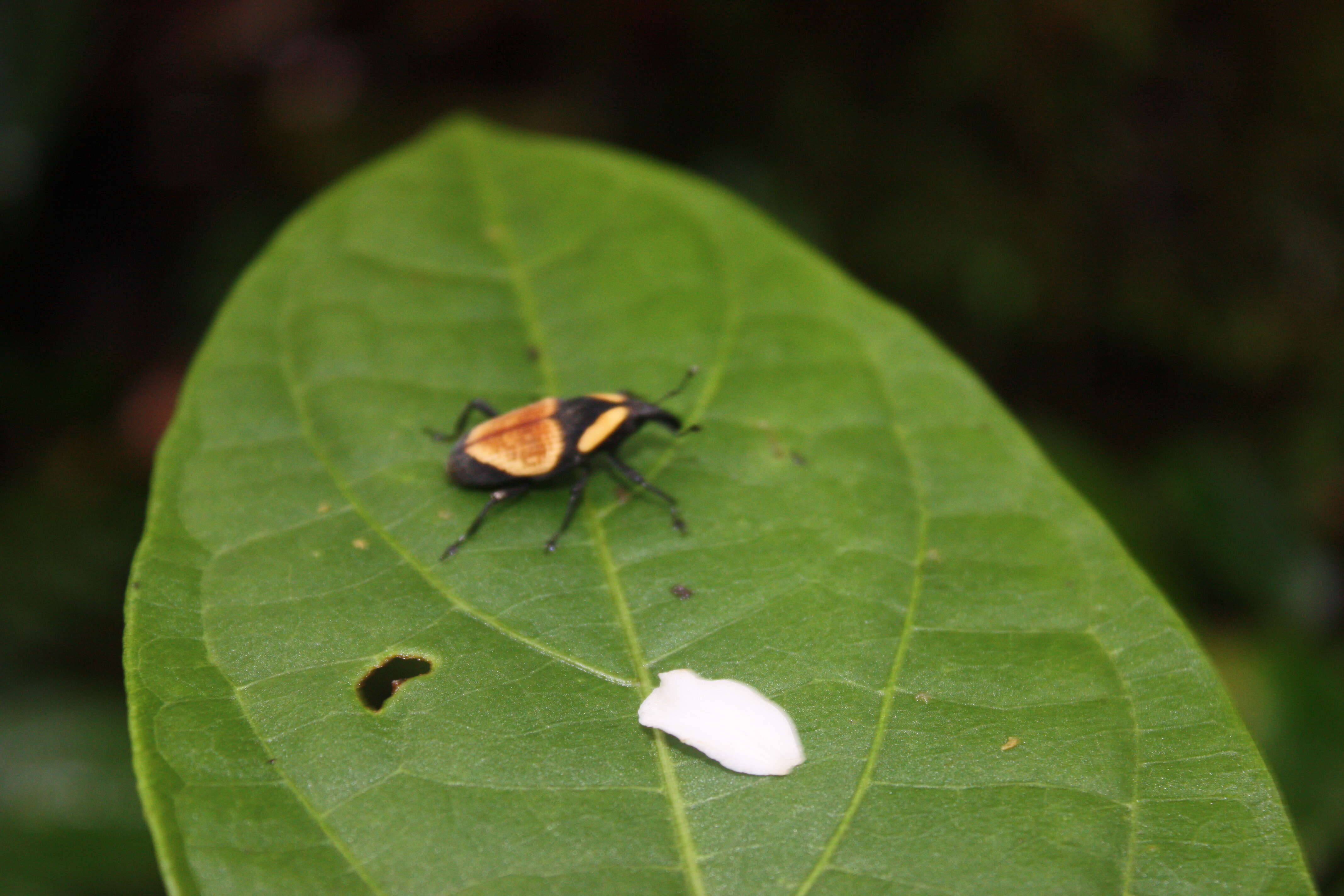 Image of Bromeliad Weevils