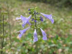 Imagem de Salvia lyrata L.