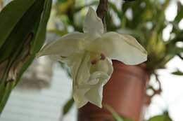 Image of Stanhopea lietzei (Regel) Schltr.