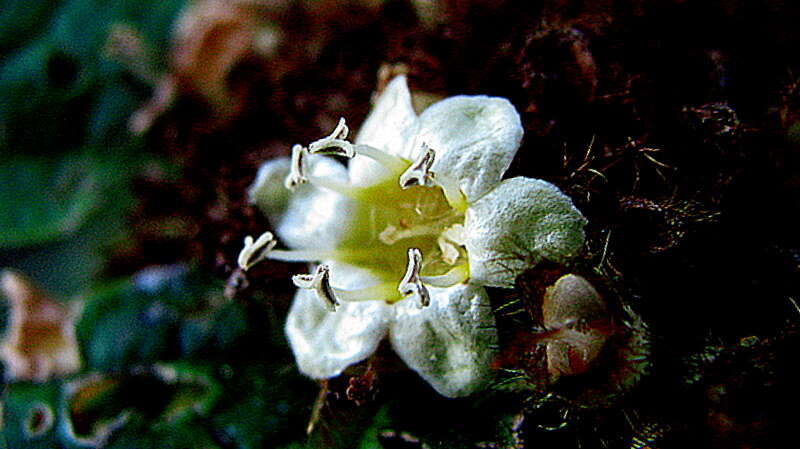 Image of Cordia nodosa Lam.