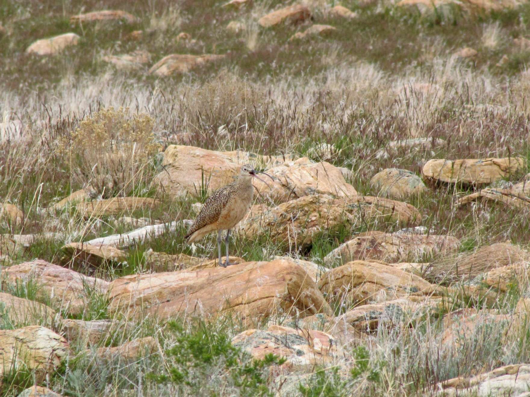 Image of Long-billed Curlew