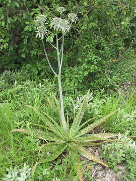 Image of Aloe menyharthii Baker