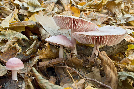 Image of Bonnet Mushroom