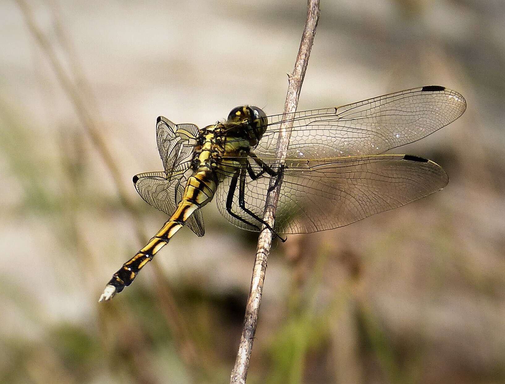 Image of Skimmers (Dragonflies)