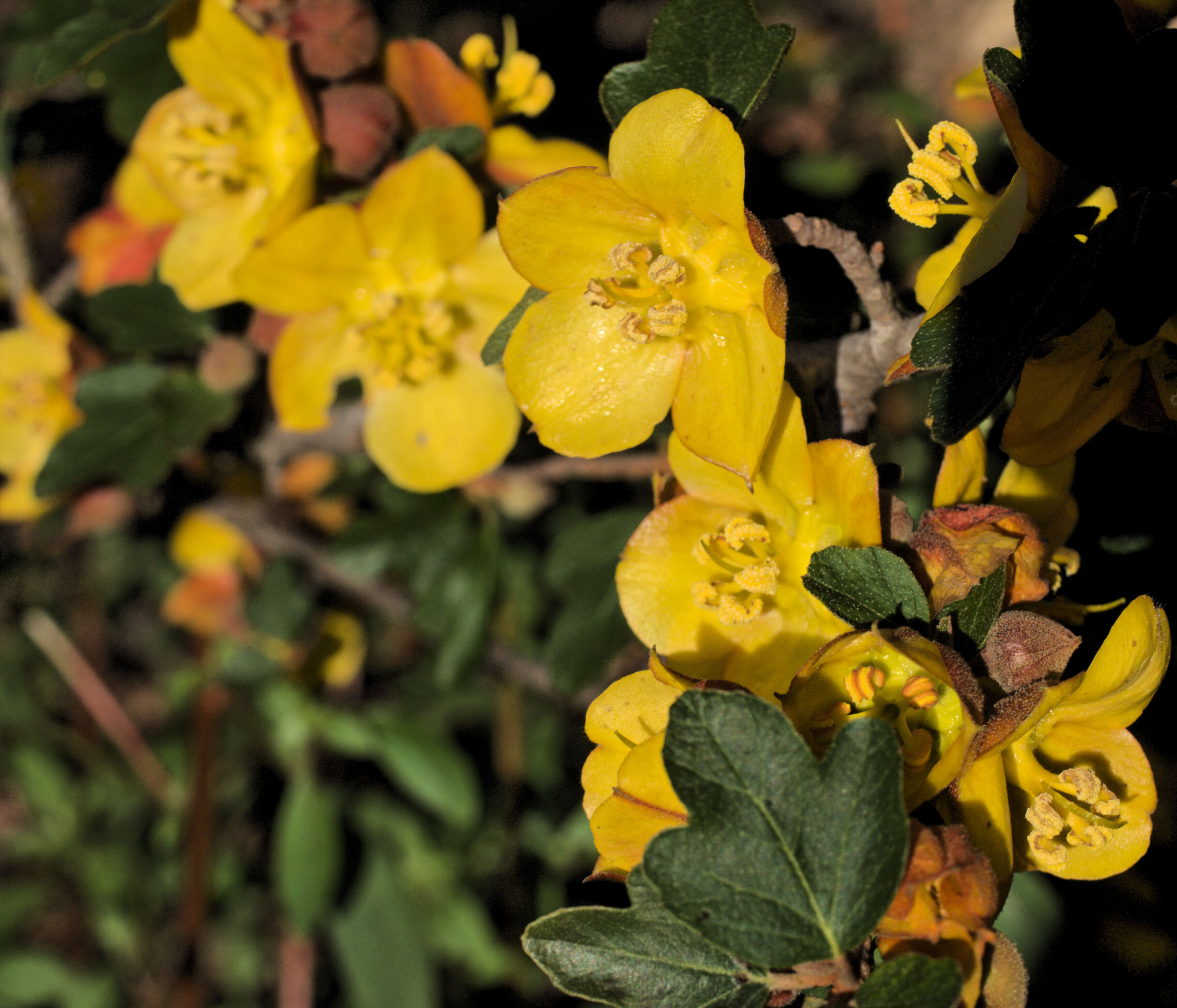 Image of California flannelbush