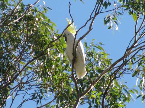 Image of Sulphur-crested Cockatoo