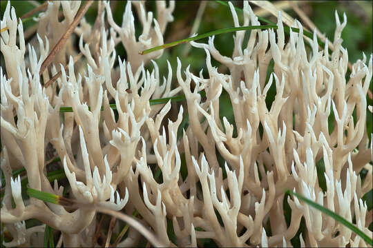 صورة Ramaria gracilis (Pers.) Quél. 1888