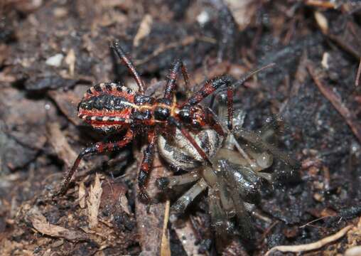 Plancia ëd Rhynocoris rubricus (Germar ex Ahrens 1816)