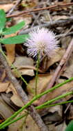 Image of Mimosa sensitiva L.