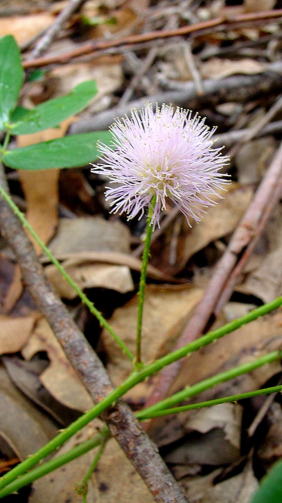 Image of Mimosa sensitiva L.