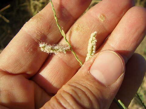 Image de Tamarix pentandra