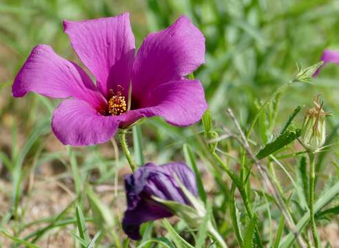 Image of Hibiscus pusillus Thunb.