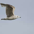 Image of American Herring Gull