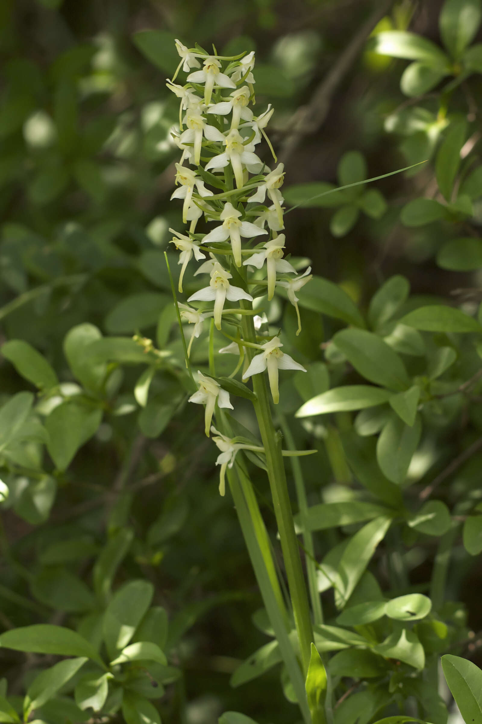 Слика од Platanthera chlorantha (Custer) Rchb.