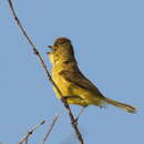 Image of African Yellow Warbler