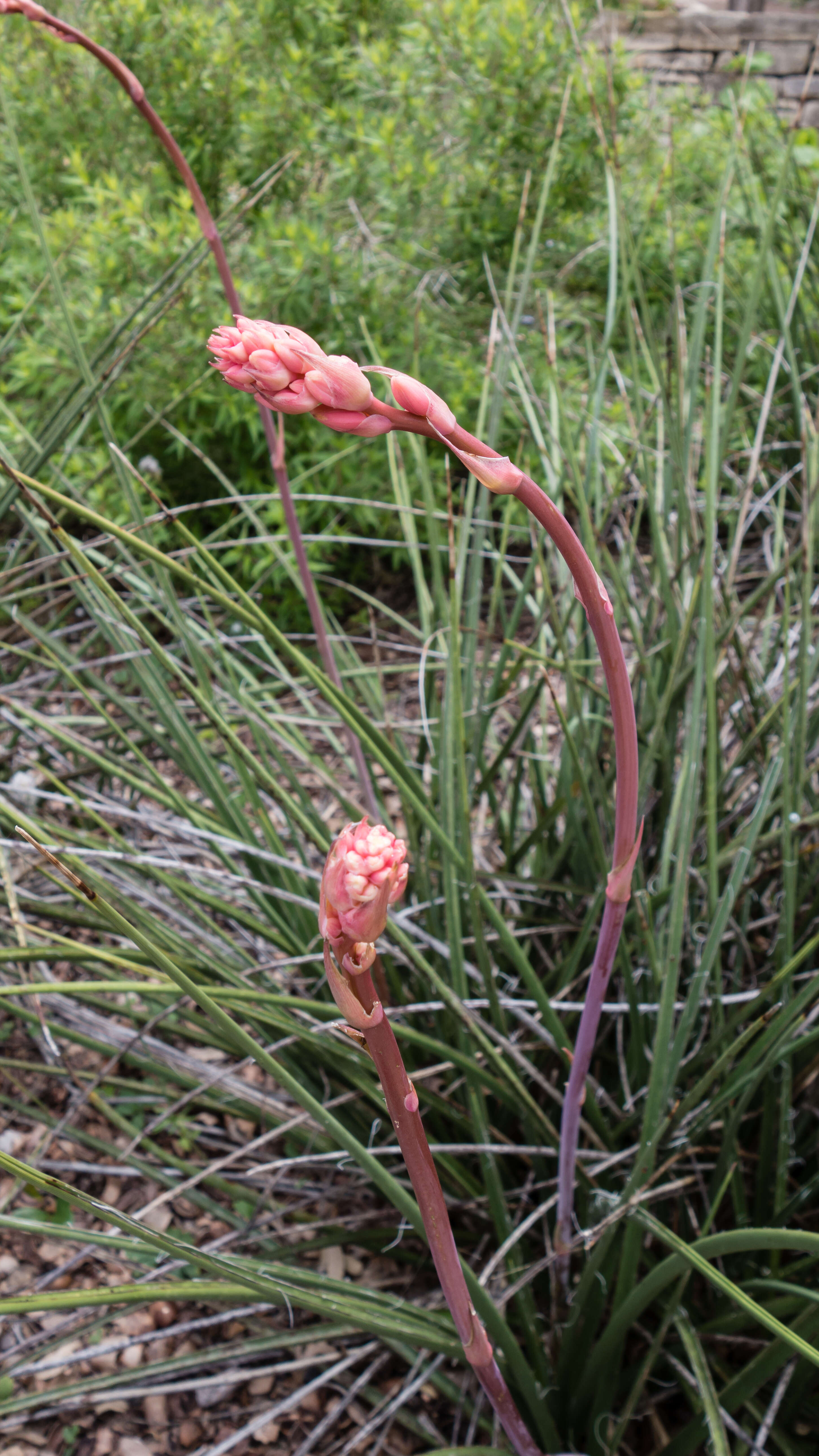 Image of false yucca