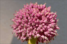 Image of Broadleaf wild leek