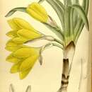 Image of Sternbergia vernalis (Mill.) Gorer & J. H. Harvey