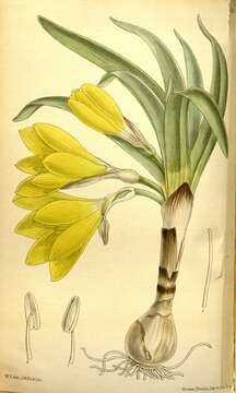 Image of winter daffodil