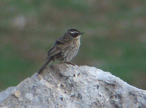 Image of Radde's Accentor