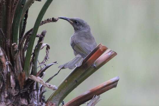 صورة Lichmera incana poliotis (Gray & GR 1859)