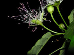 Image of Capparidastrum discolor (J. D. Sm.) Cornejo & Iltis