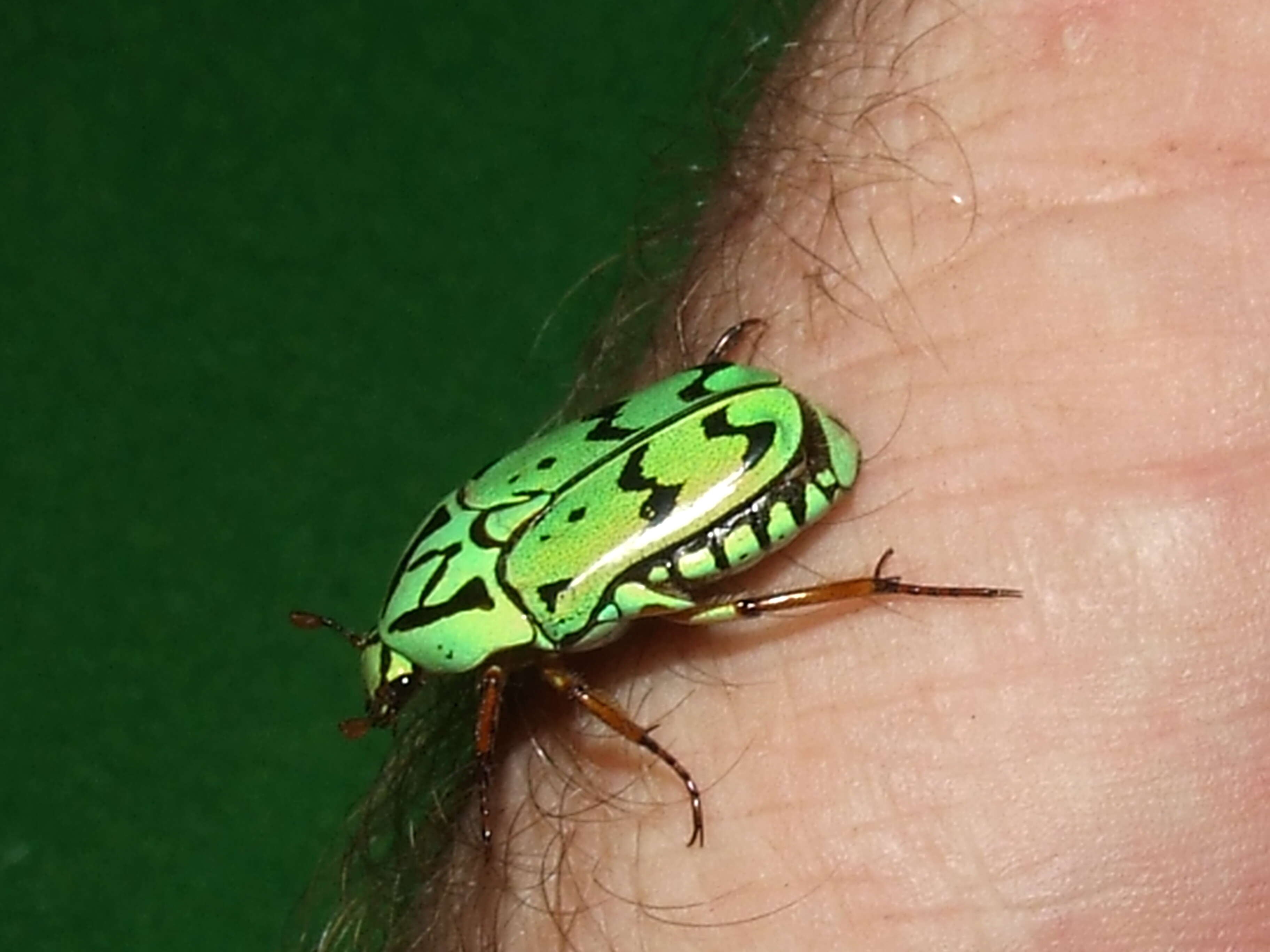 Image of flower chafers (beetles)