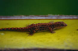 Image of American geckos