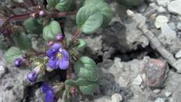 Image of Intermountain phacelia