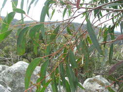 Image of red stringybark