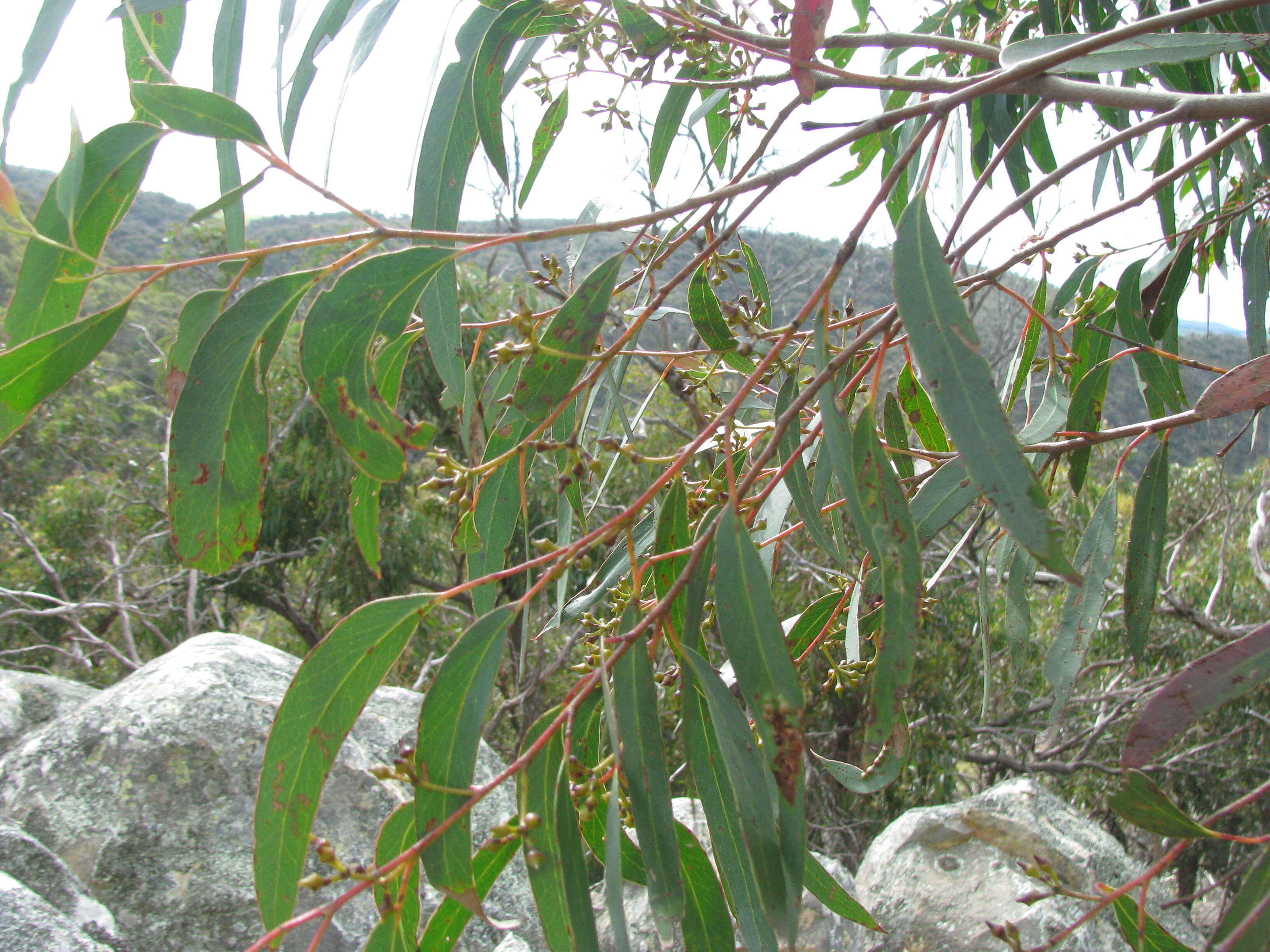 صورة Eucalyptus macrorhyncha F. Müll.