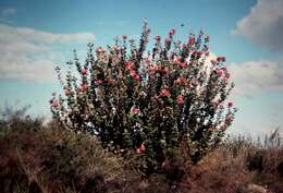 Image of banksia