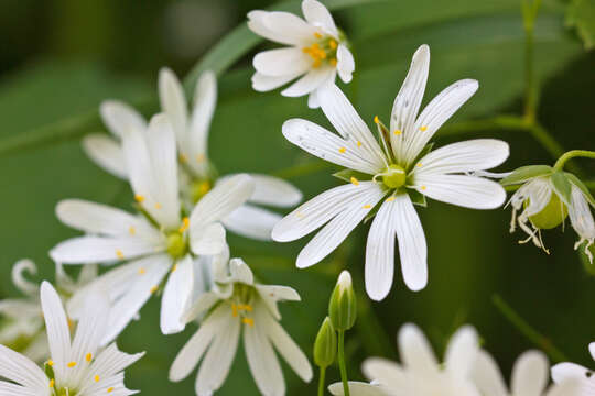 Image of Stellaria