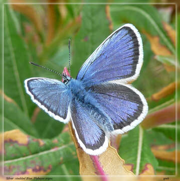 Imagem de Plebejus argus (Linnaeus 1758)