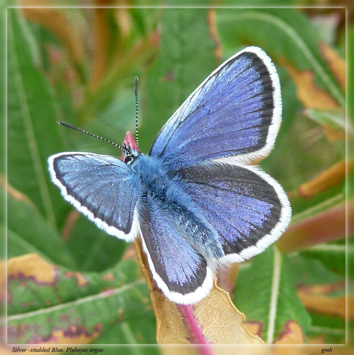 Image of Plebejus