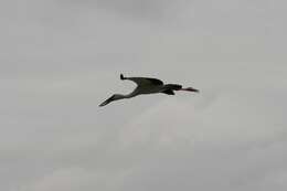Image of Openbill stork
