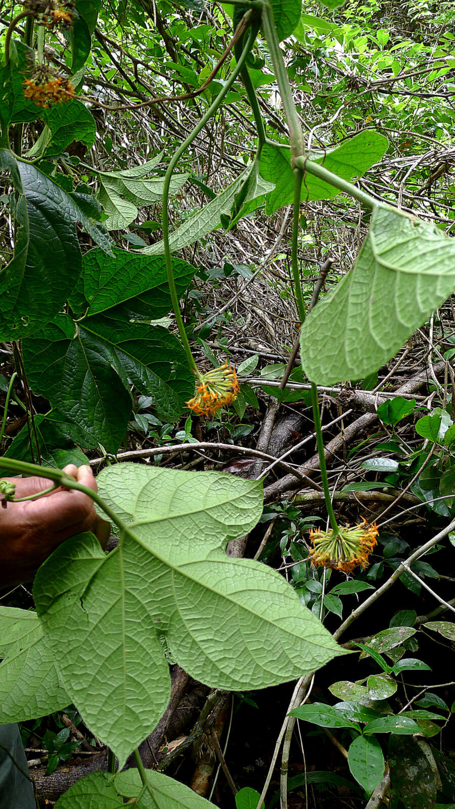 Image of Gurania subumbellata (Miq.) Cogn.