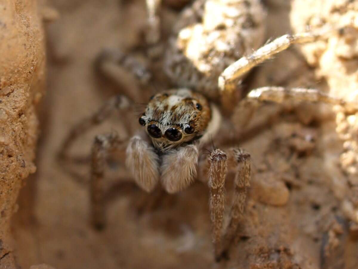 Image of Jumping spider