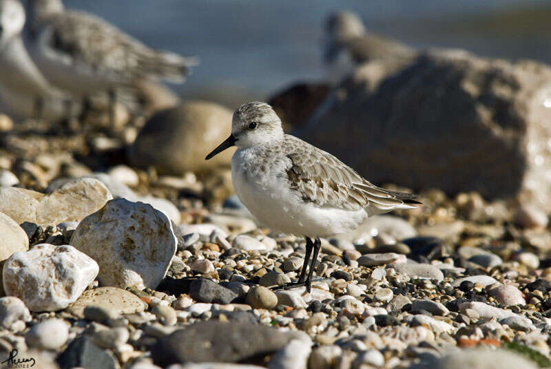 Image of Calidris Merrem 1804